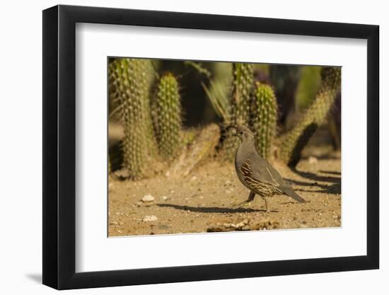 USA, Arizona, Sonoran Desert. Gambel's Quail and Cactus-Cathy & Gordon Illg-Framed Photographic Print