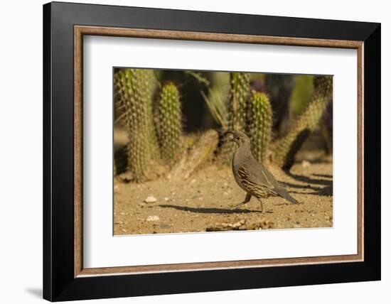 USA, Arizona, Sonoran Desert. Gambel's Quail and Cactus-Cathy & Gordon Illg-Framed Photographic Print