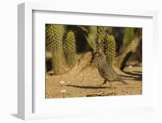 USA, Arizona, Sonoran Desert. Gambel's Quail and Cactus-Cathy & Gordon Illg-Framed Photographic Print