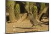 USA, Arizona, Sonoran Desert. Gambel's Quail and Cactus-Cathy & Gordon Illg-Mounted Photographic Print