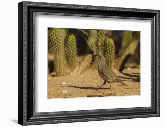 USA, Arizona, Sonoran Desert. Gambel's Quail and Cactus-Cathy & Gordon Illg-Framed Photographic Print