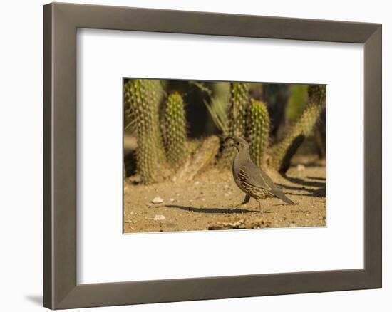 USA, Arizona, Sonoran Desert. Gambel's Quail and Cactus-Cathy & Gordon Illg-Framed Photographic Print