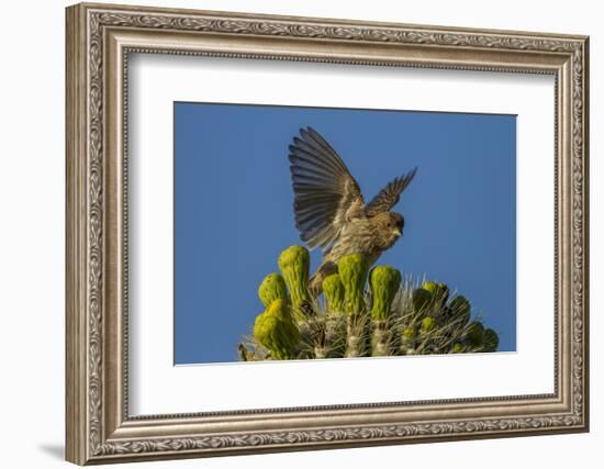 USA, Arizona, Sonoran Desert. House Finch on Saguaro Buds-Cathy & Gordon Illg-Framed Photographic Print