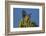 USA, Arizona, Sonoran Desert. House Finch on Saguaro Buds-Cathy & Gordon Illg-Framed Photographic Print