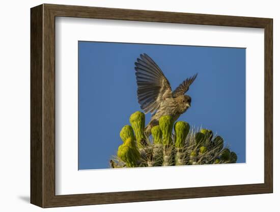 USA, Arizona, Sonoran Desert. House Finch on Saguaro Buds-Cathy & Gordon Illg-Framed Photographic Print