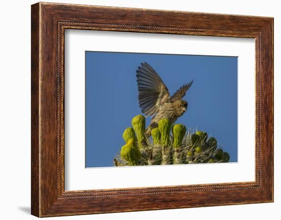 USA, Arizona, Sonoran Desert. House Finch on Saguaro Buds-Cathy & Gordon Illg-Framed Photographic Print