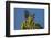 USA, Arizona, Sonoran Desert. House Finch on Saguaro Buds-Cathy & Gordon Illg-Framed Photographic Print