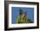 USA, Arizona, Sonoran Desert. House Finch on Saguaro Buds-Cathy & Gordon Illg-Framed Photographic Print