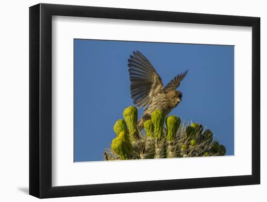 USA, Arizona, Sonoran Desert. House Finch on Saguaro Buds-Cathy & Gordon Illg-Framed Photographic Print