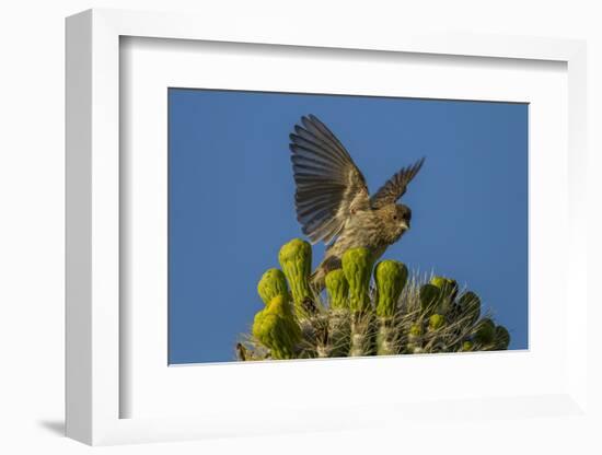 USA, Arizona, Sonoran Desert. House Finch on Saguaro Buds-Cathy & Gordon Illg-Framed Photographic Print