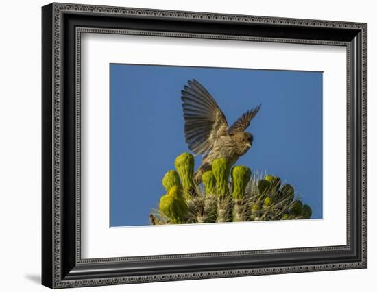 USA, Arizona, Sonoran Desert. House Finch on Saguaro Buds-Cathy & Gordon Illg-Framed Photographic Print