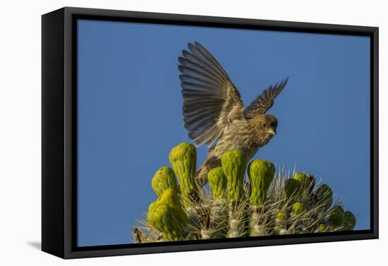 USA, Arizona, Sonoran Desert. House Finch on Saguaro Buds-Cathy & Gordon Illg-Framed Premier Image Canvas
