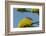 USA, Arizona, Sonoran Desert. Male Gila Woodpecker on Century Plant-Cathy & Gordon Illg-Framed Photographic Print