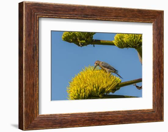 USA, Arizona, Sonoran Desert. Male Gila Woodpecker on Century Plant-Cathy & Gordon Illg-Framed Photographic Print