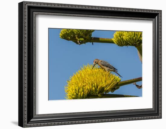 USA, Arizona, Sonoran Desert. Male Gila Woodpecker on Century Plant-Cathy & Gordon Illg-Framed Photographic Print