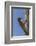 USA, Arizona, Sonoran Desert. Male Gila Woodpecker on Ocotillo-Cathy & Gordon Illg-Framed Photographic Print