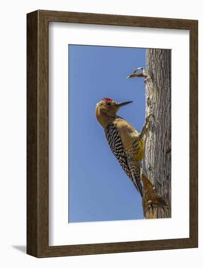 USA, Arizona, Sonoran Desert. Male Gila Woodpecker on Ocotillo-Cathy & Gordon Illg-Framed Photographic Print