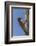 USA, Arizona, Sonoran Desert. Male Gila Woodpecker on Ocotillo-Cathy & Gordon Illg-Framed Photographic Print