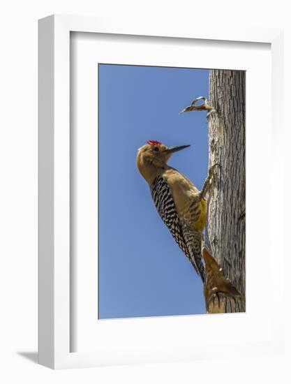 USA, Arizona, Sonoran Desert. Male Gila Woodpecker on Ocotillo-Cathy & Gordon Illg-Framed Photographic Print
