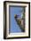 USA, Arizona, Sonoran Desert. Male Gila Woodpecker on Ocotillo-Cathy & Gordon Illg-Framed Photographic Print