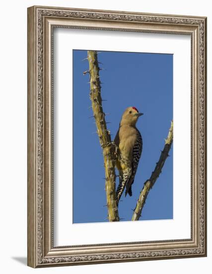 USA, Arizona, Sonoran Desert. Male Gila Woodpecker on Ocotillo-Cathy & Gordon Illg-Framed Photographic Print