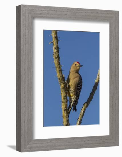 USA, Arizona, Sonoran Desert. Male Gila Woodpecker on Ocotillo-Cathy & Gordon Illg-Framed Photographic Print