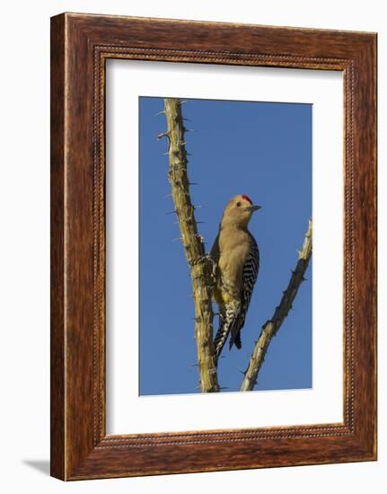 USA, Arizona, Sonoran Desert. Male Gila Woodpecker on Ocotillo-Cathy & Gordon Illg-Framed Photographic Print