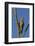 USA, Arizona, Sonoran Desert. Male Gila Woodpecker on Ocotillo-Cathy & Gordon Illg-Framed Photographic Print