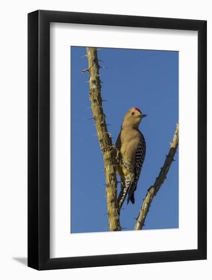 USA, Arizona, Sonoran Desert. Male Gila Woodpecker on Ocotillo-Cathy & Gordon Illg-Framed Photographic Print