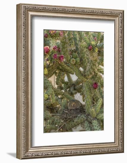 USA, Arizona, Sonoran Desert. Mourning Dove with Chick on Nest-Cathy & Gordon Illg-Framed Photographic Print