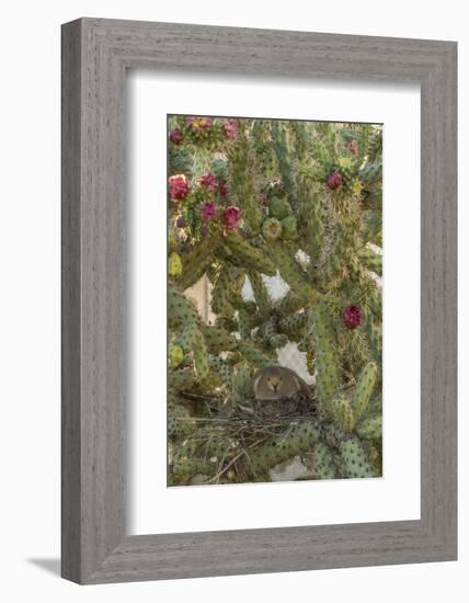 USA, Arizona, Sonoran Desert. Mourning Dove with Chick on Nest-Cathy & Gordon Illg-Framed Photographic Print