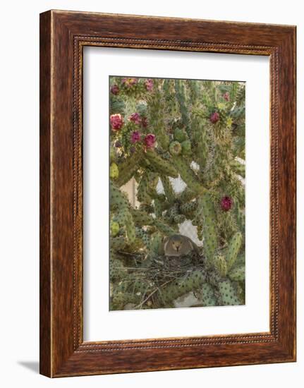 USA, Arizona, Sonoran Desert. Mourning Dove with Chick on Nest-Cathy & Gordon Illg-Framed Photographic Print