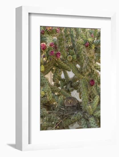 USA, Arizona, Sonoran Desert. Mourning Dove with Chick on Nest-Cathy & Gordon Illg-Framed Photographic Print