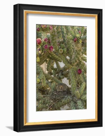 USA, Arizona, Sonoran Desert. Mourning Dove with Chick on Nest-Cathy & Gordon Illg-Framed Photographic Print