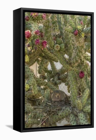 USA, Arizona, Sonoran Desert. Mourning Dove with Chick on Nest-Cathy & Gordon Illg-Framed Premier Image Canvas