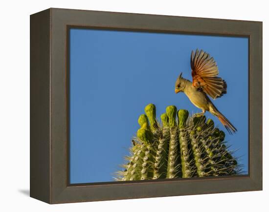 USA, Arizona, Sonoran Desert. Pyrrhuloxia Bird Lands on Saguaro Buds-Cathy & Gordon Illg-Framed Premier Image Canvas