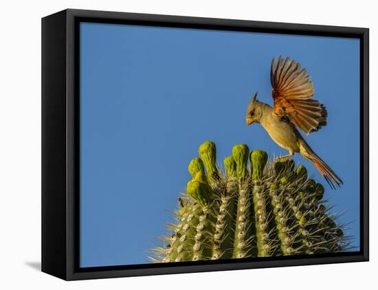 USA, Arizona, Sonoran Desert. Pyrrhuloxia Bird Lands on Saguaro Buds-Cathy & Gordon Illg-Framed Premier Image Canvas