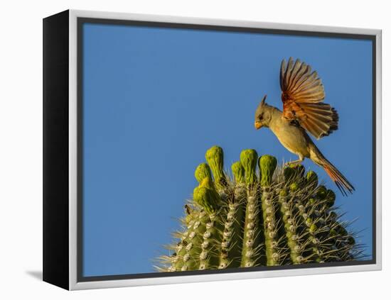 USA, Arizona, Sonoran Desert. Pyrrhuloxia Bird Lands on Saguaro Buds-Cathy & Gordon Illg-Framed Premier Image Canvas