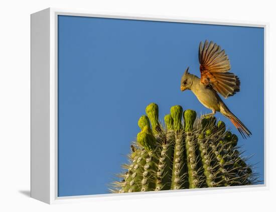 USA, Arizona, Sonoran Desert. Pyrrhuloxia Bird Lands on Saguaro Buds-Cathy & Gordon Illg-Framed Premier Image Canvas