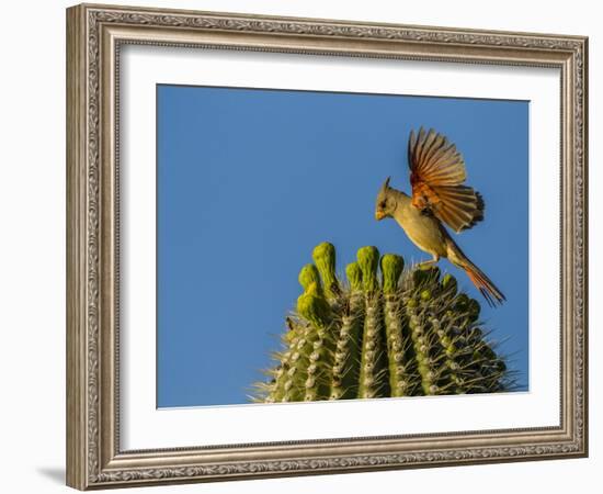 USA, Arizona, Sonoran Desert. Pyrrhuloxia Bird Lands on Saguaro Buds-Cathy & Gordon Illg-Framed Photographic Print