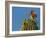 USA, Arizona, Sonoran Desert. Pyrrhuloxia Bird Lands on Saguaro Buds-Cathy & Gordon Illg-Framed Photographic Print