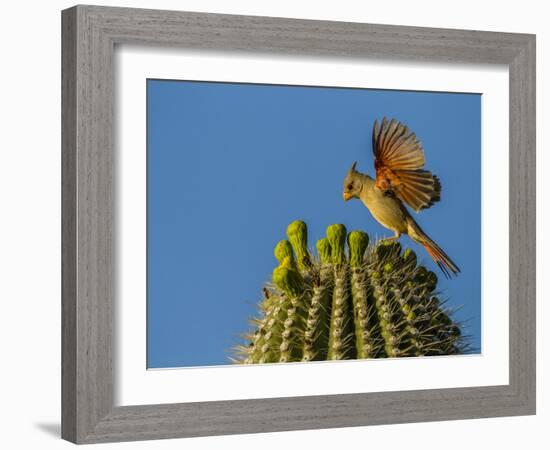 USA, Arizona, Sonoran Desert. Pyrrhuloxia Bird Lands on Saguaro Buds-Cathy & Gordon Illg-Framed Photographic Print