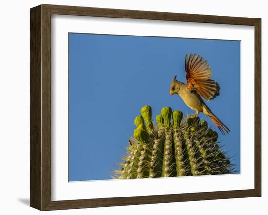 USA, Arizona, Sonoran Desert. Pyrrhuloxia Bird Lands on Saguaro Buds-Cathy & Gordon Illg-Framed Photographic Print