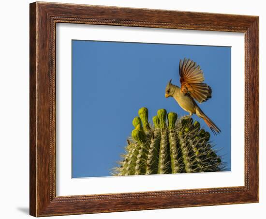 USA, Arizona, Sonoran Desert. Pyrrhuloxia Bird Lands on Saguaro Buds-Cathy & Gordon Illg-Framed Photographic Print