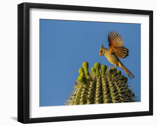 USA, Arizona, Sonoran Desert. Pyrrhuloxia Bird Lands on Saguaro Buds-Cathy & Gordon Illg-Framed Photographic Print