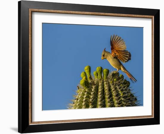 USA, Arizona, Sonoran Desert. Pyrrhuloxia Bird Lands on Saguaro Buds-Cathy & Gordon Illg-Framed Photographic Print