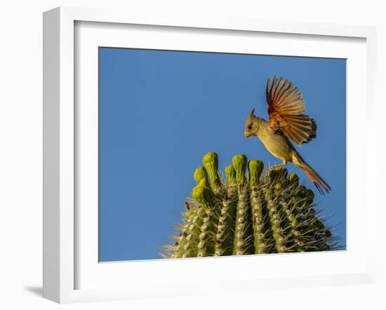 USA, Arizona, Sonoran Desert. Pyrrhuloxia Bird Lands on Saguaro Buds-Cathy & Gordon Illg-Framed Photographic Print