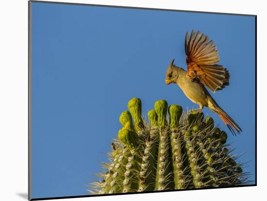 USA, Arizona, Sonoran Desert. Pyrrhuloxia Bird Lands on Saguaro Buds-Cathy & Gordon Illg-Mounted Photographic Print