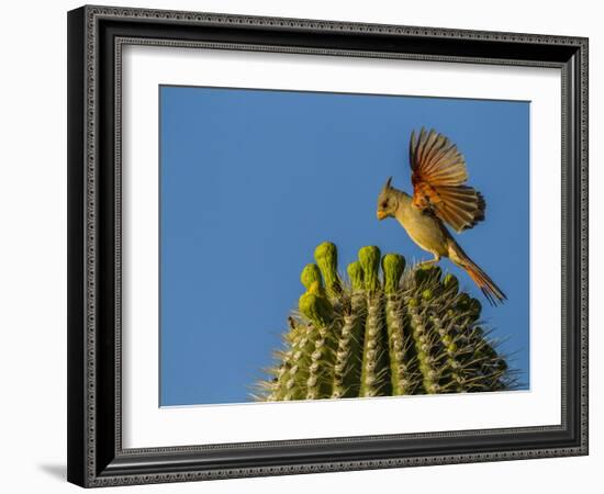 USA, Arizona, Sonoran Desert. Pyrrhuloxia Bird Lands on Saguaro Buds-Cathy & Gordon Illg-Framed Photographic Print