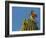 USA, Arizona, Sonoran Desert. Pyrrhuloxia Bird Lands on Saguaro Buds-Cathy & Gordon Illg-Framed Photographic Print